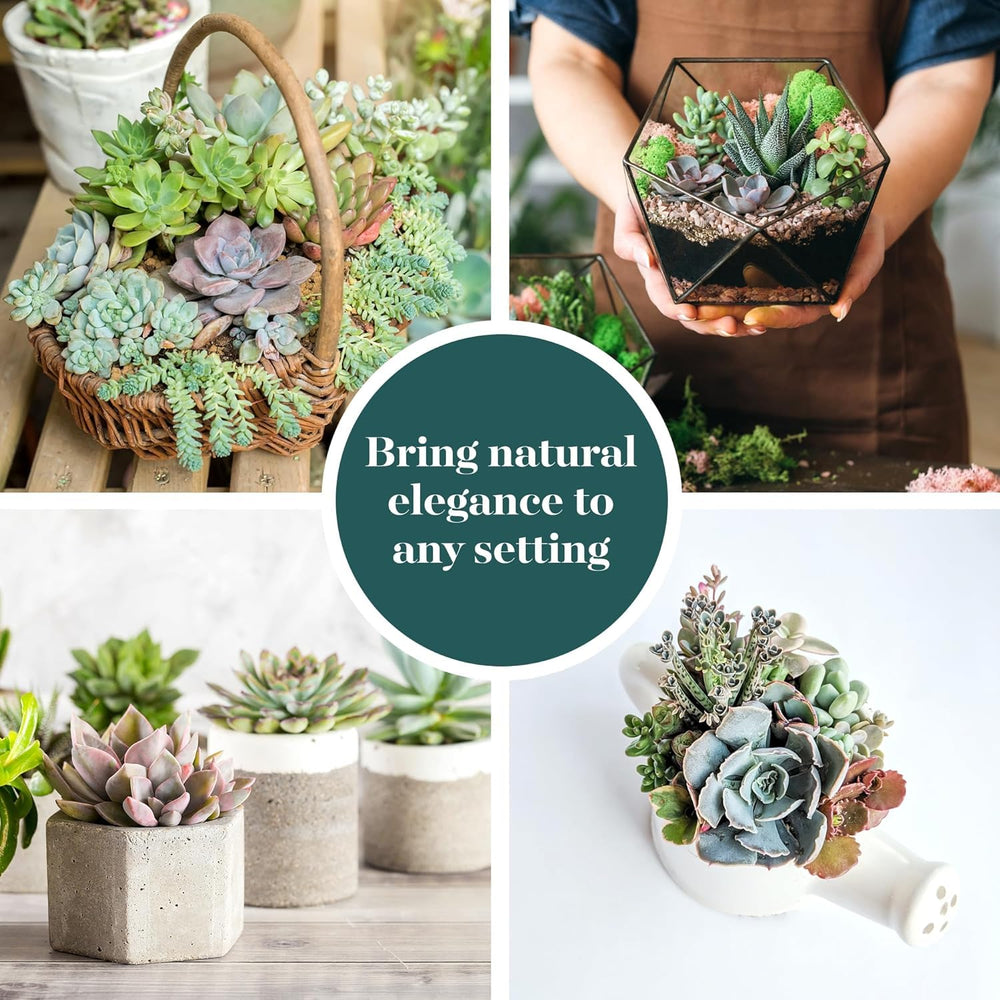 Shop Succulents succulent used as a wedding table favor adding soft coordinated decor