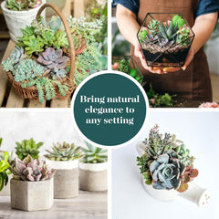 Shop Succulents succulent used as a wedding table favor adding soft coordinated decor