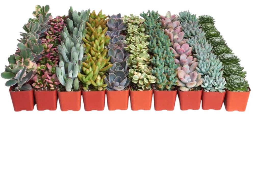 Shop Succulents front packaging showing 32 pastel potted succulents and gifting appeal