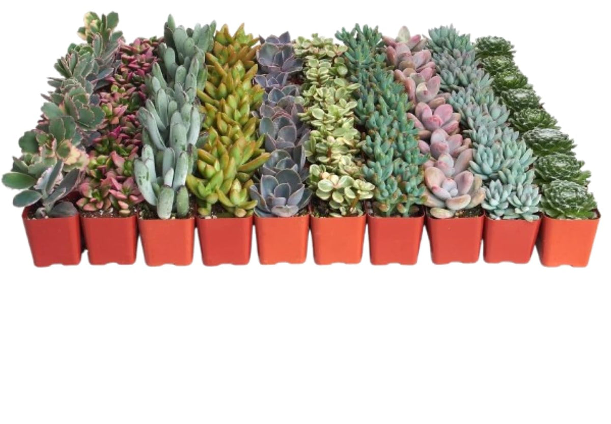 Shop Succulents front packaging showing 32 pastel potted succulents and gifting appeal
