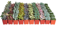 Shop Succulents front packaging showing 32 pastel potted succulents and gifting appeal