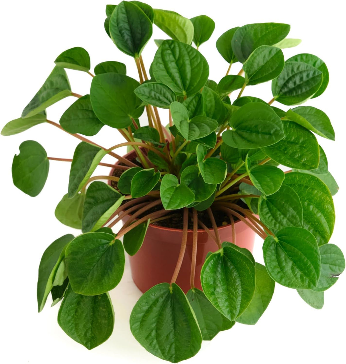Shop Succulents Peperomia Rana Verde front view showing vibrant leaves and compact pot