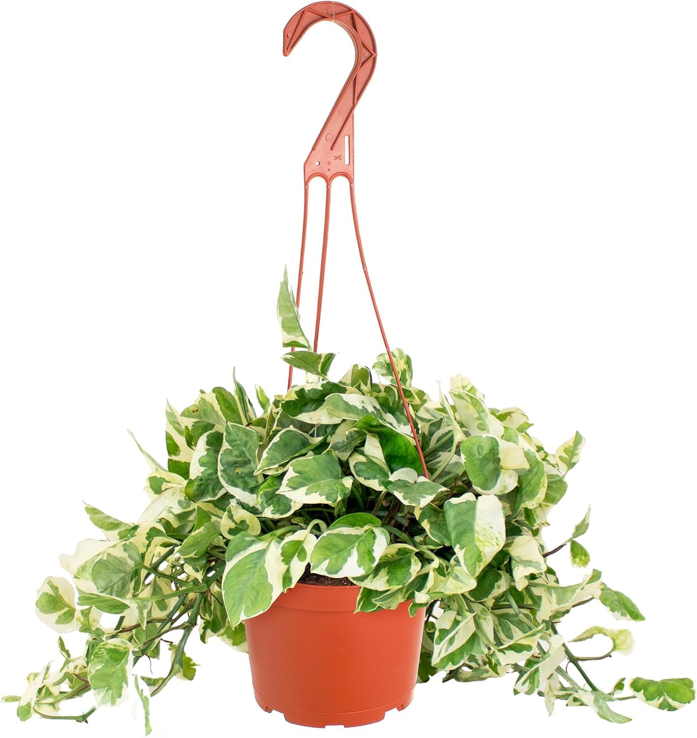 Shop Succulents Pothos Pearls & Jade front view showing variegated leaves and decorative appeal