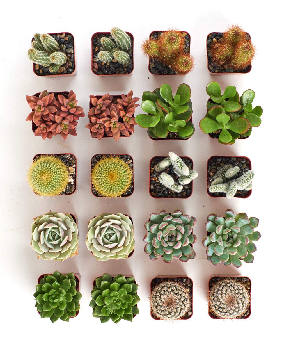 Shop Succulents two 2-inch pots held in hands showing scale and portability