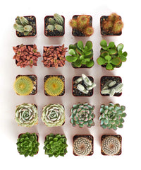 Shop Succulents two 2-inch pots held in hands showing scale and portability