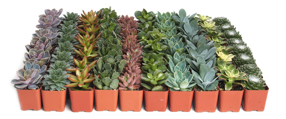 Shop Succulents retail packaging front view showing neat 2-inch potted plants and care guide benefit