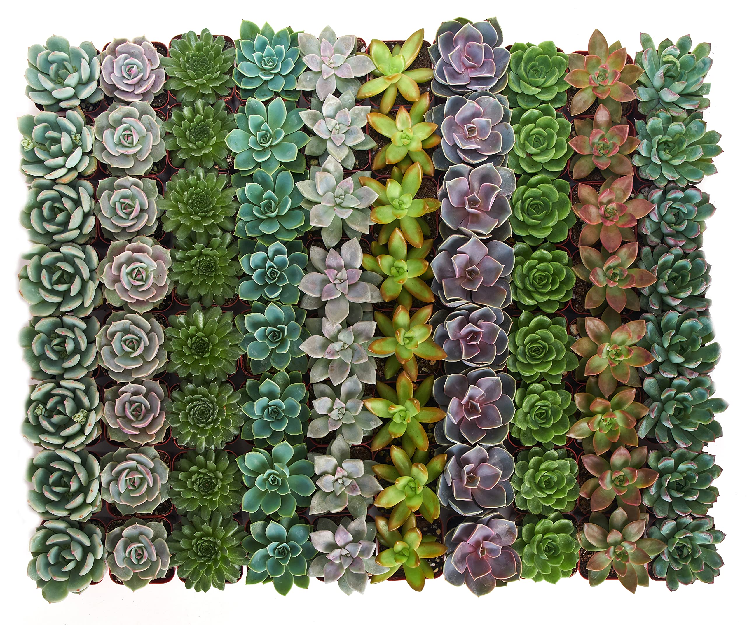 Shop Succulents close-up of rosette texture and color variation, highlights beauty