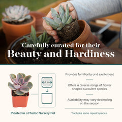 Shop Succulents top view of a 2-inch pot rosette demonstrating healthy roots and compact size