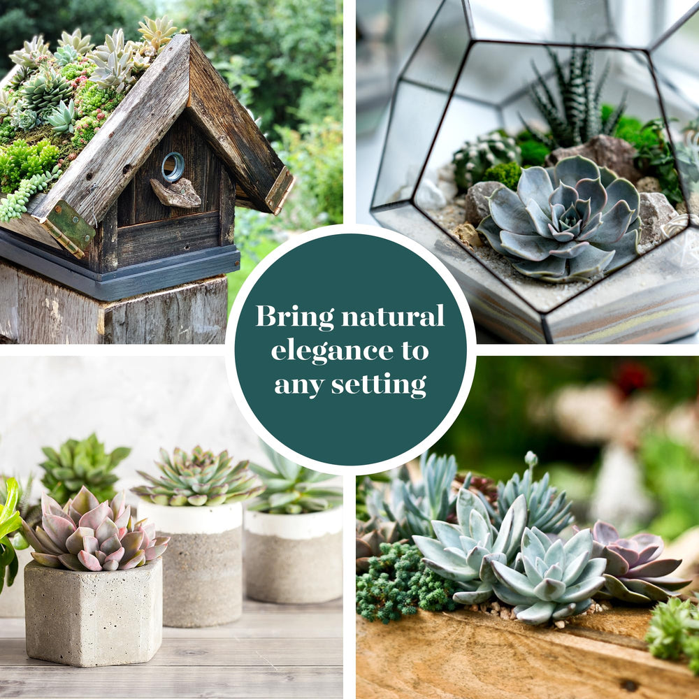 Shop Succulents rosette succulent held in hand to show scale and easy portability