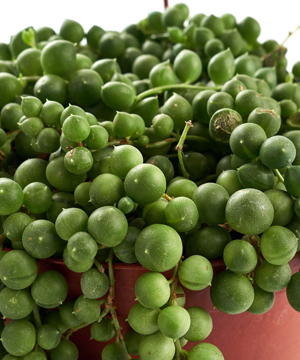 Shop Succulents close-up of String of Pearls beads highlighting delicate texture benefit
