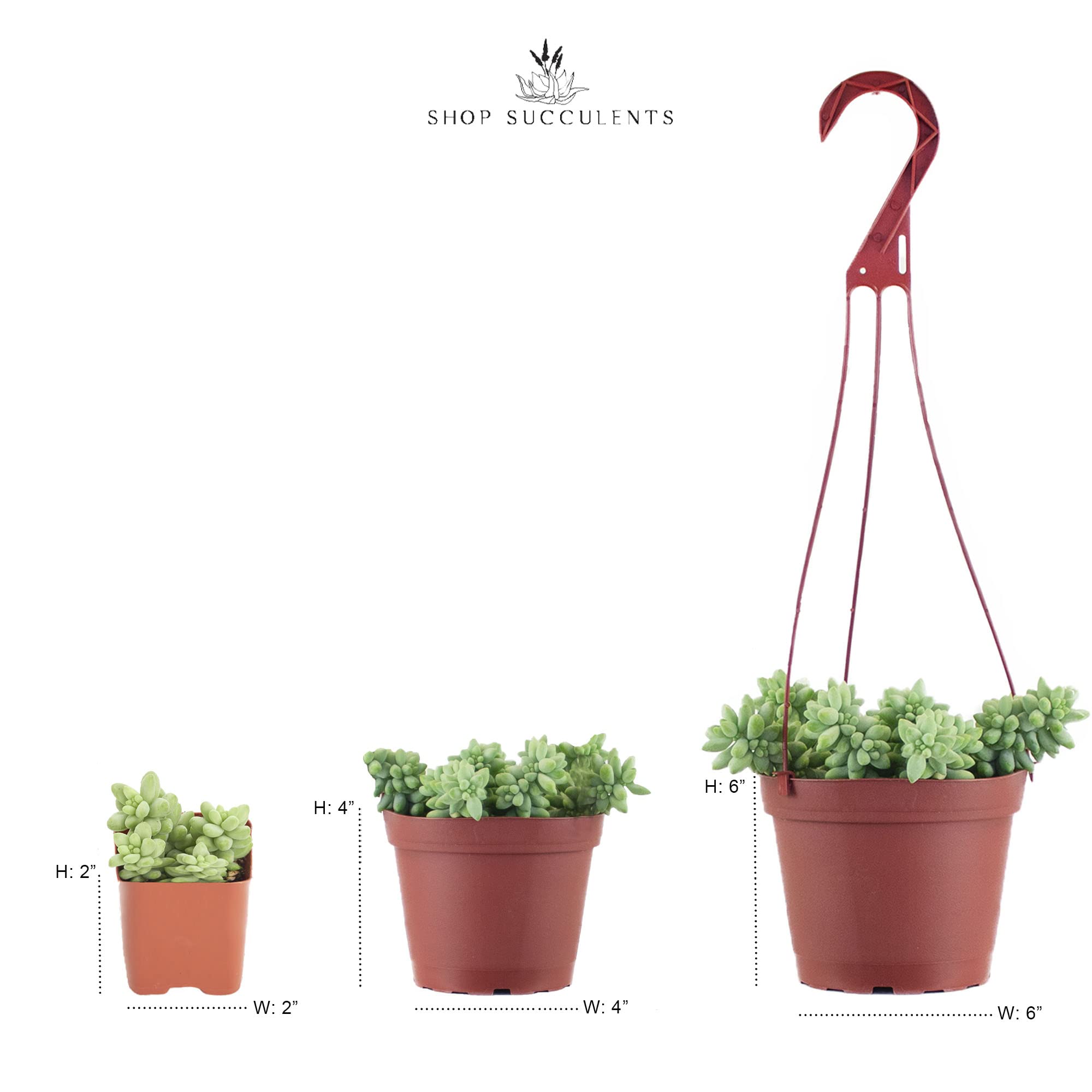 Shop Succulents trailing growth demonstration showing cascade length and styling benefit