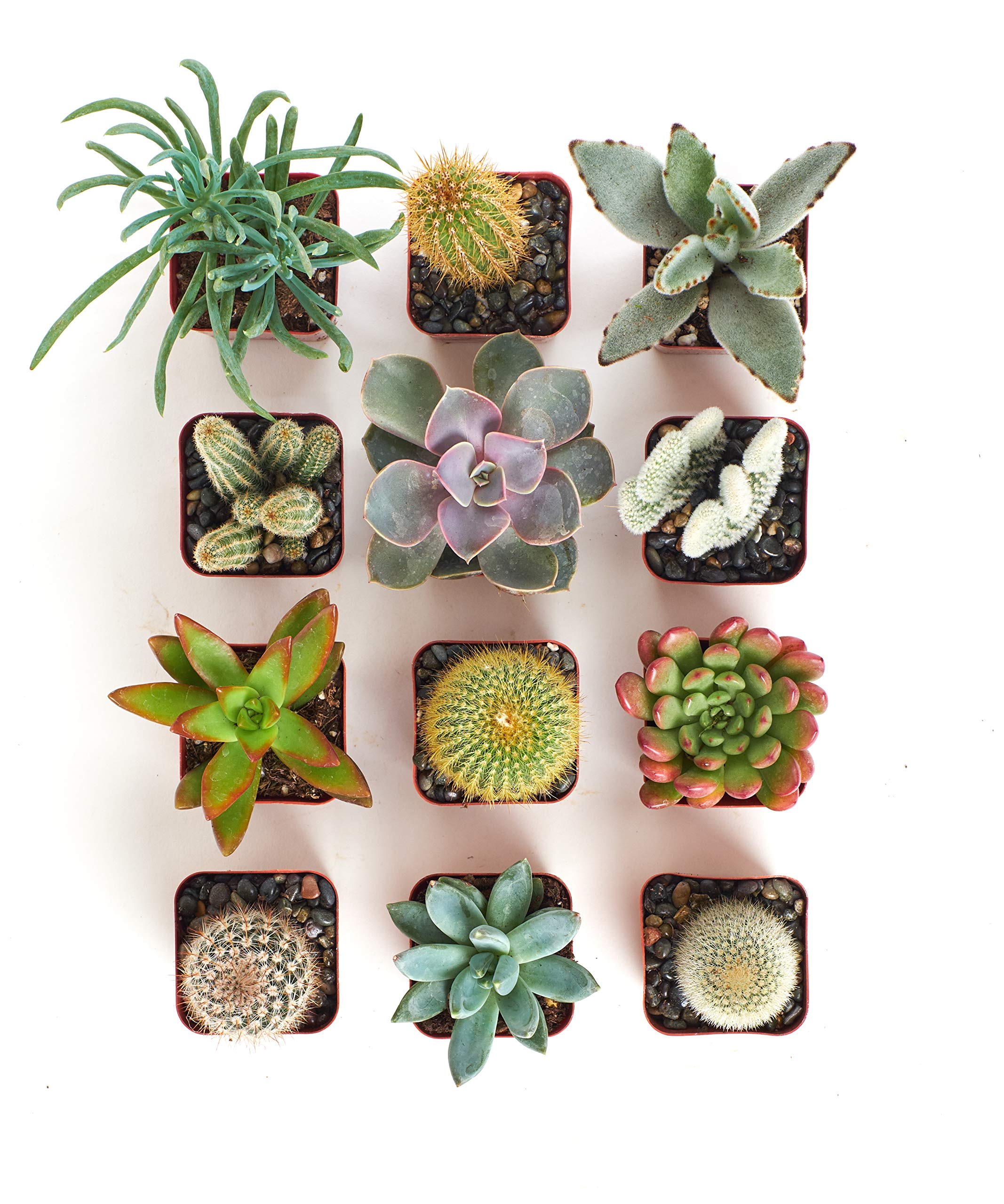 Shop Succulents overhead view of twenty different 2-inch potted succulents for variety