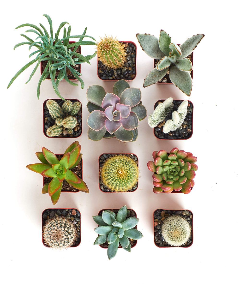 Shop Succulents overhead view of twenty different 2-inch potted succulents for variety