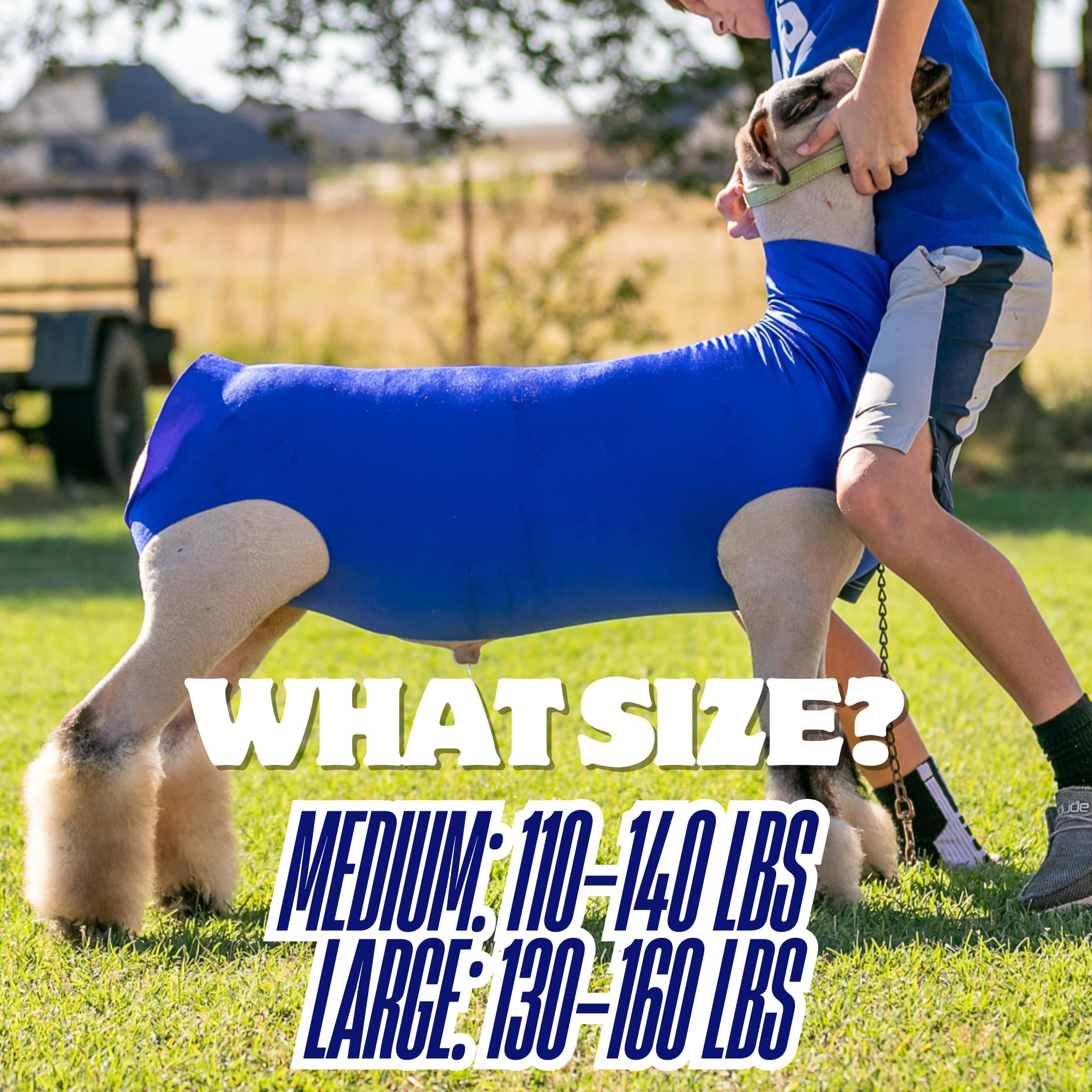 Showpro OUTFITTING CHAMPIONS lamb wearing tube in pen demonstrating protection