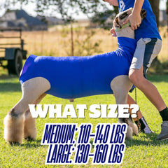 Showpro OUTFITTING CHAMPIONS lamb wearing tube in pen demonstrating protection