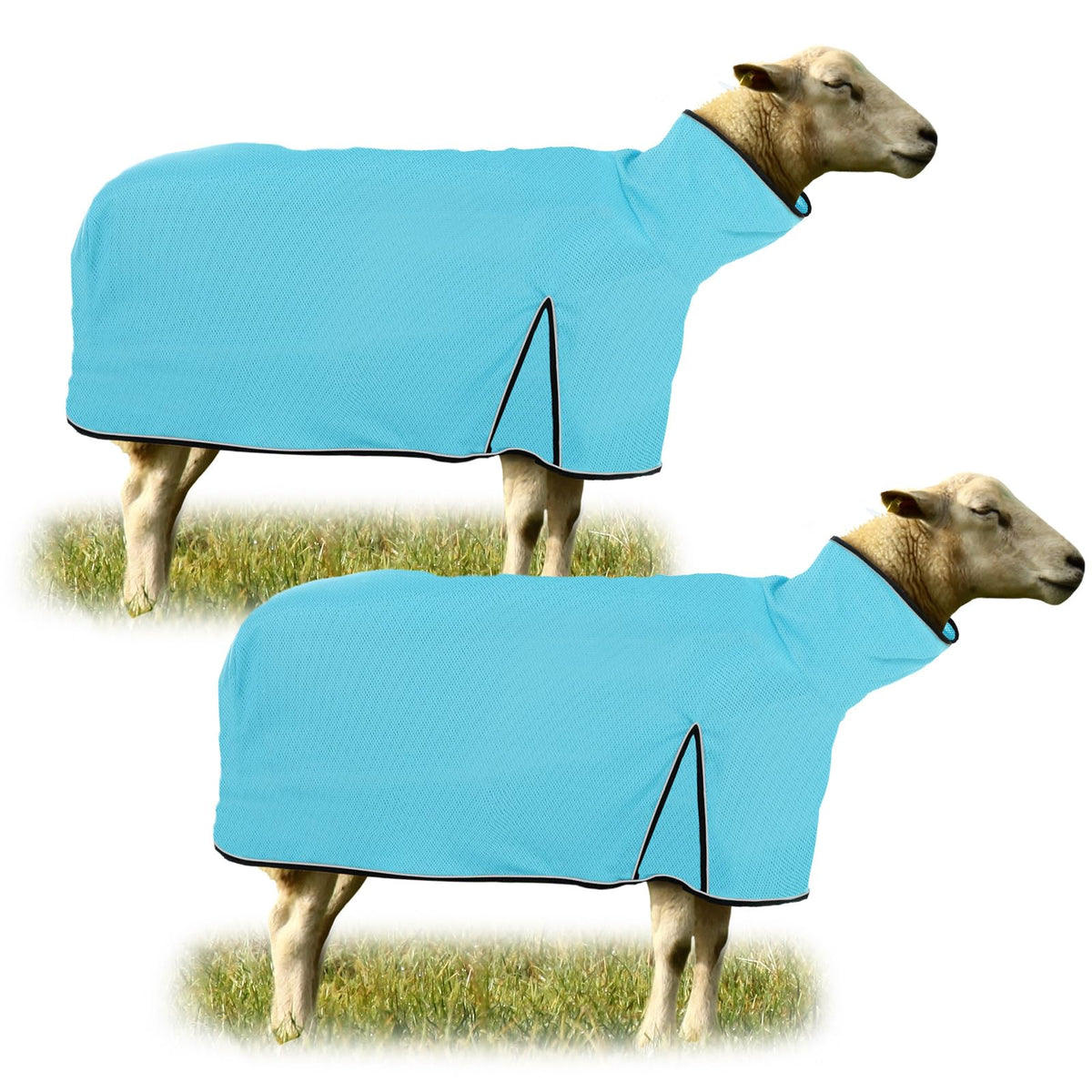 Silkfly blanket front on sheep showing fit and protection benefits