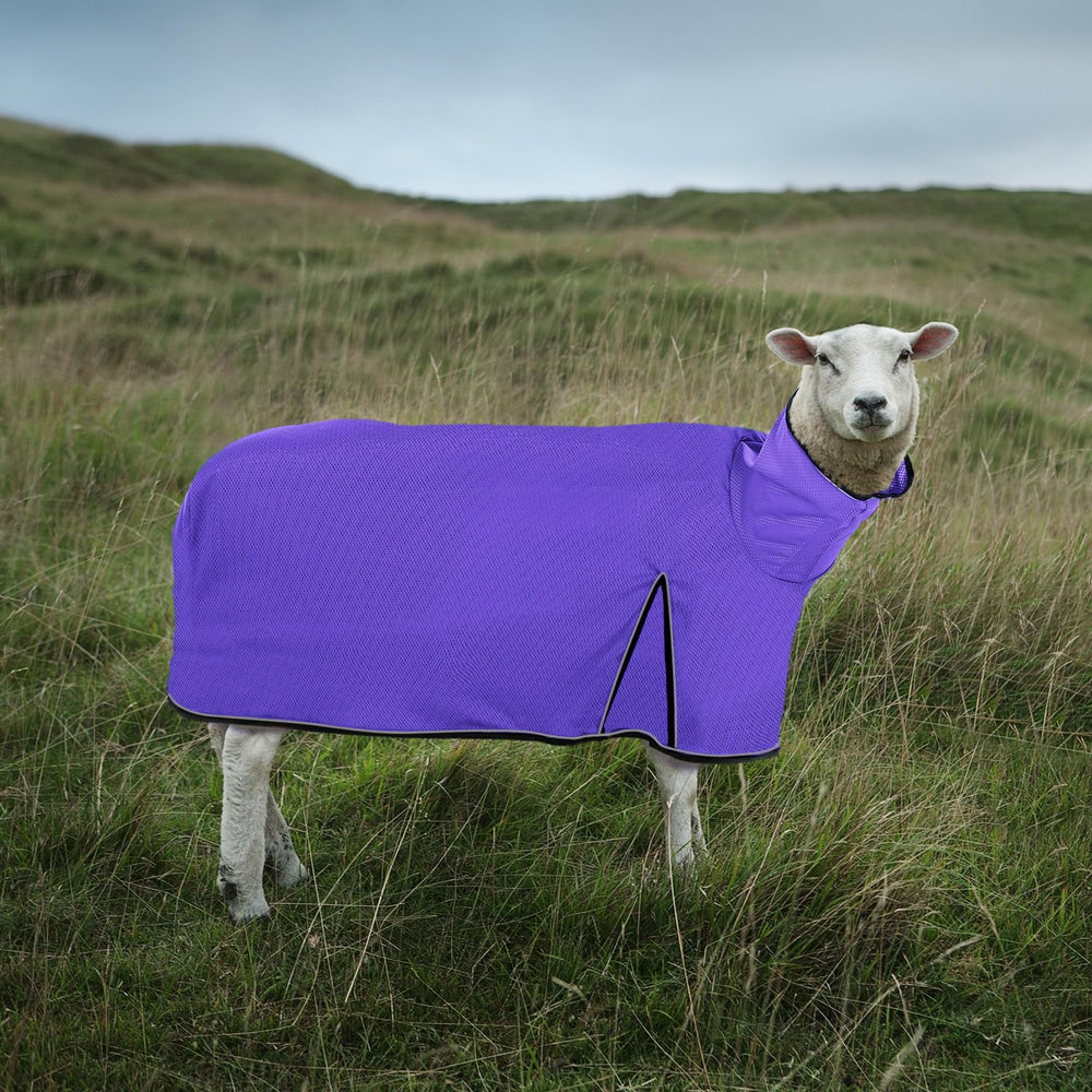 Silkfly blanket worn by show lamb demonstrating protection and easy grooming