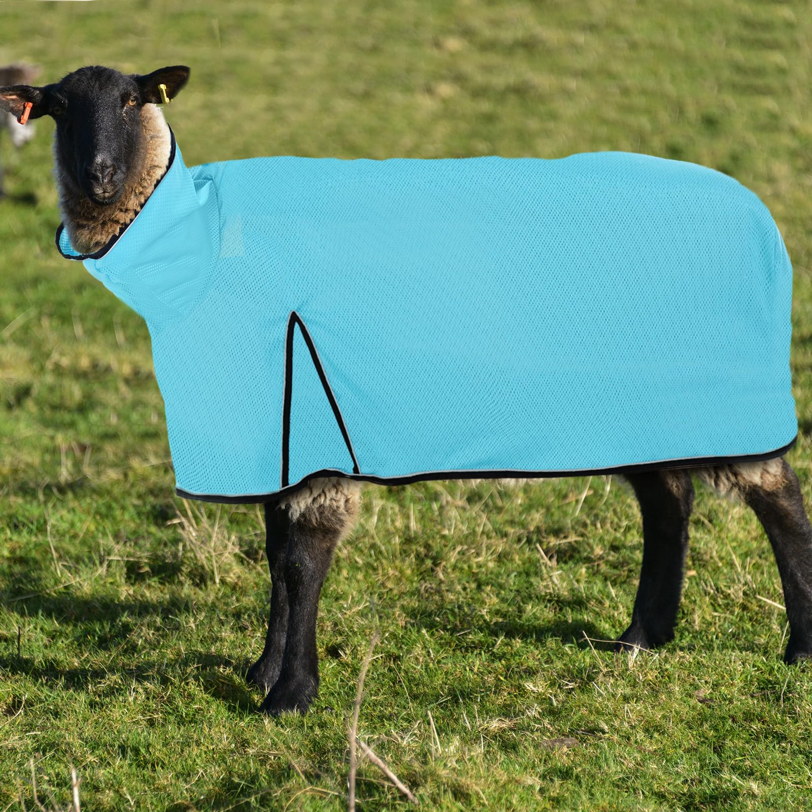 Silkfly lamb wearing blanket in farm setting reducing fly irritation