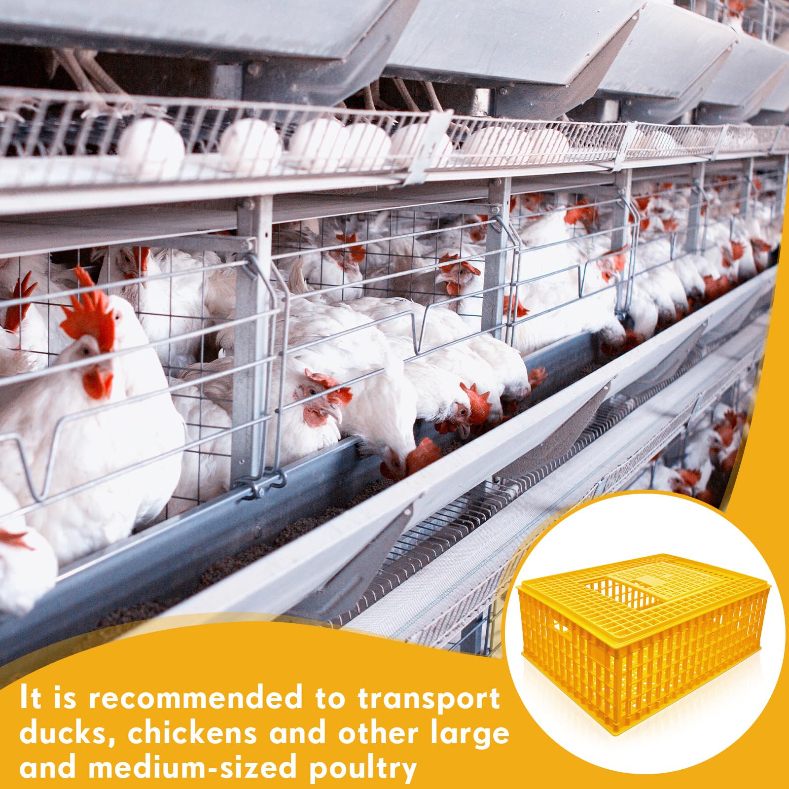 Sintuff crate in use with handler loading chickens showing quick handling benefit