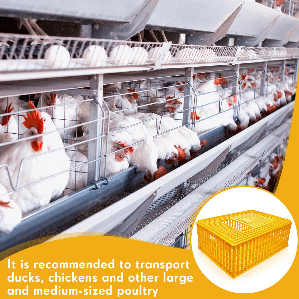Sintuff crate in use with handler loading chickens showing quick handling benefit