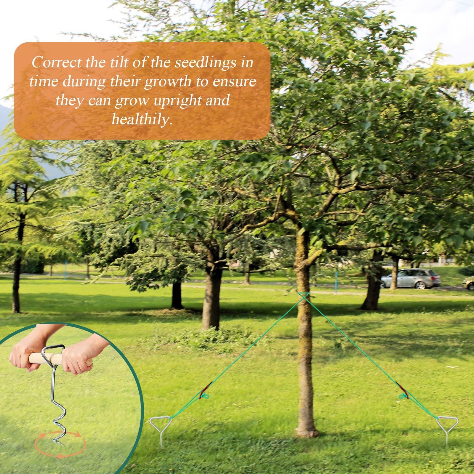Sintuff staking kit in use stabilizing young tree for storm resilience