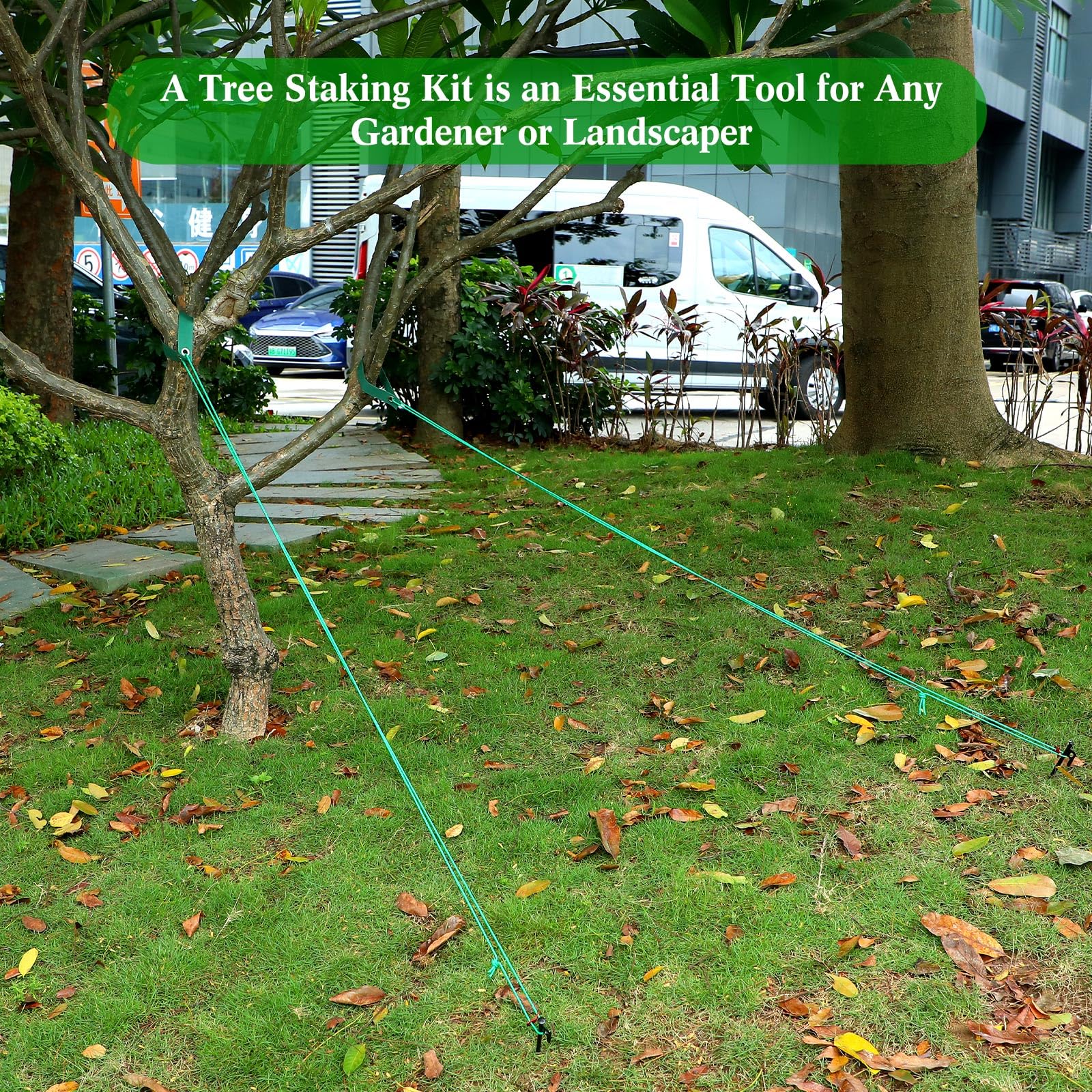 Sintuff kit installed on a young tree in garden stabilizing trunk against wind