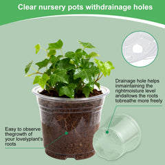 SLMKHHU clear wall revealing root development for easier monitoring