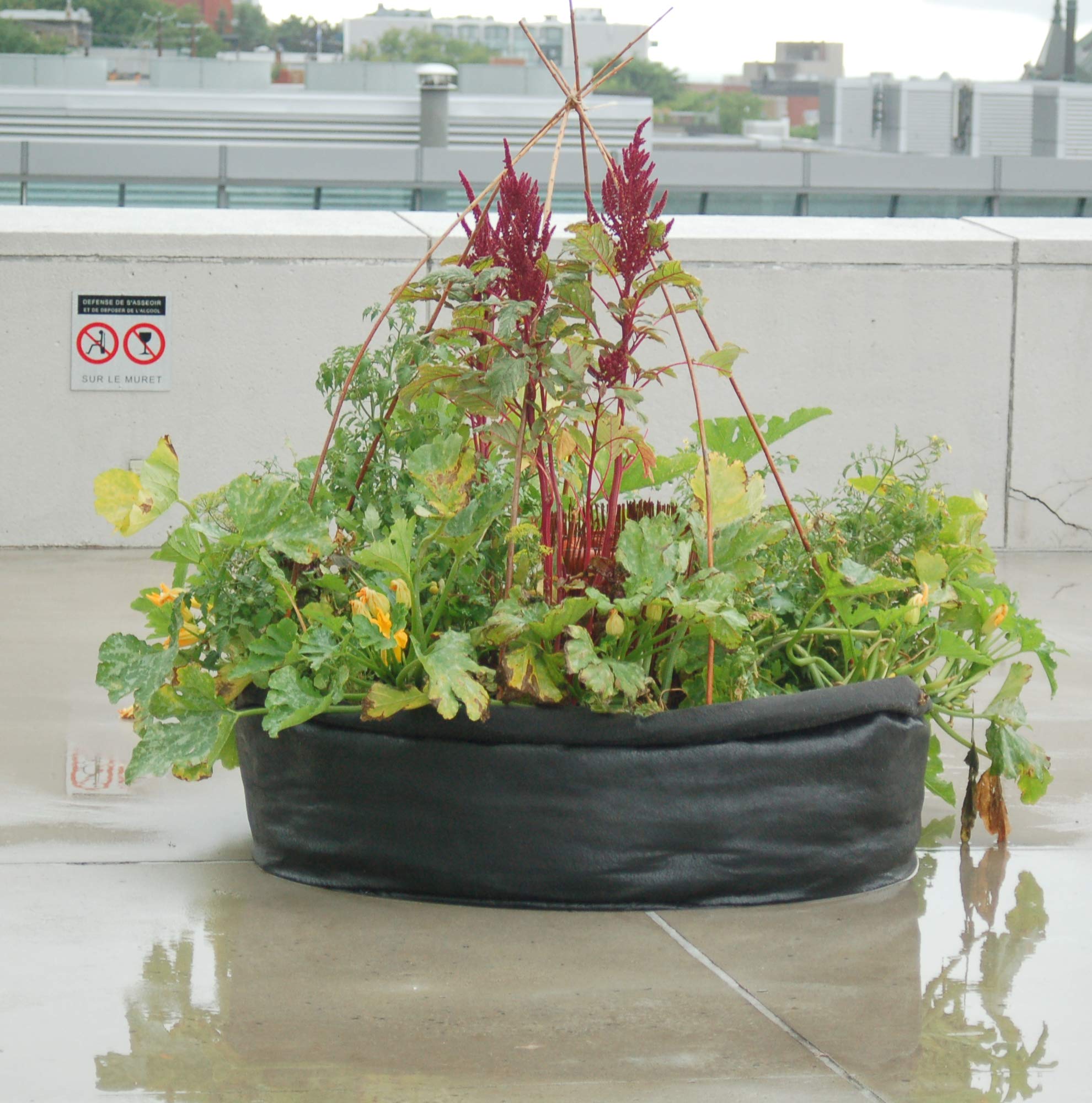 SMART POT planted with lettuce and herbs showing productive use of 13.5 square feet