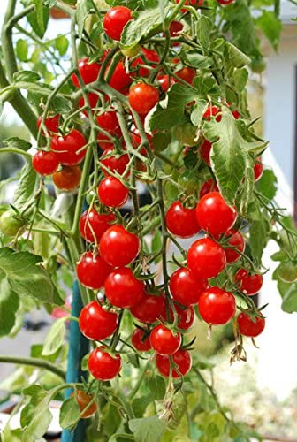 smart spring harvested strawberries in basket showing abundant fruit and easy picking benefit