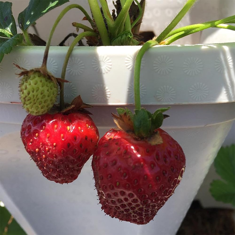 smart spring planter hosting herbs and strawberries on a balcony, maximizes yield