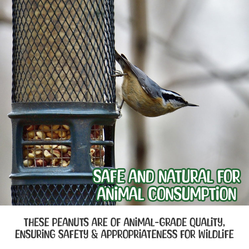 Sneaky Mango peanuts in platform feeder attracting birds and squirrels