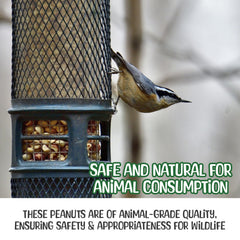 Sneaky Mango peanuts in platform feeder attracting birds and squirrels