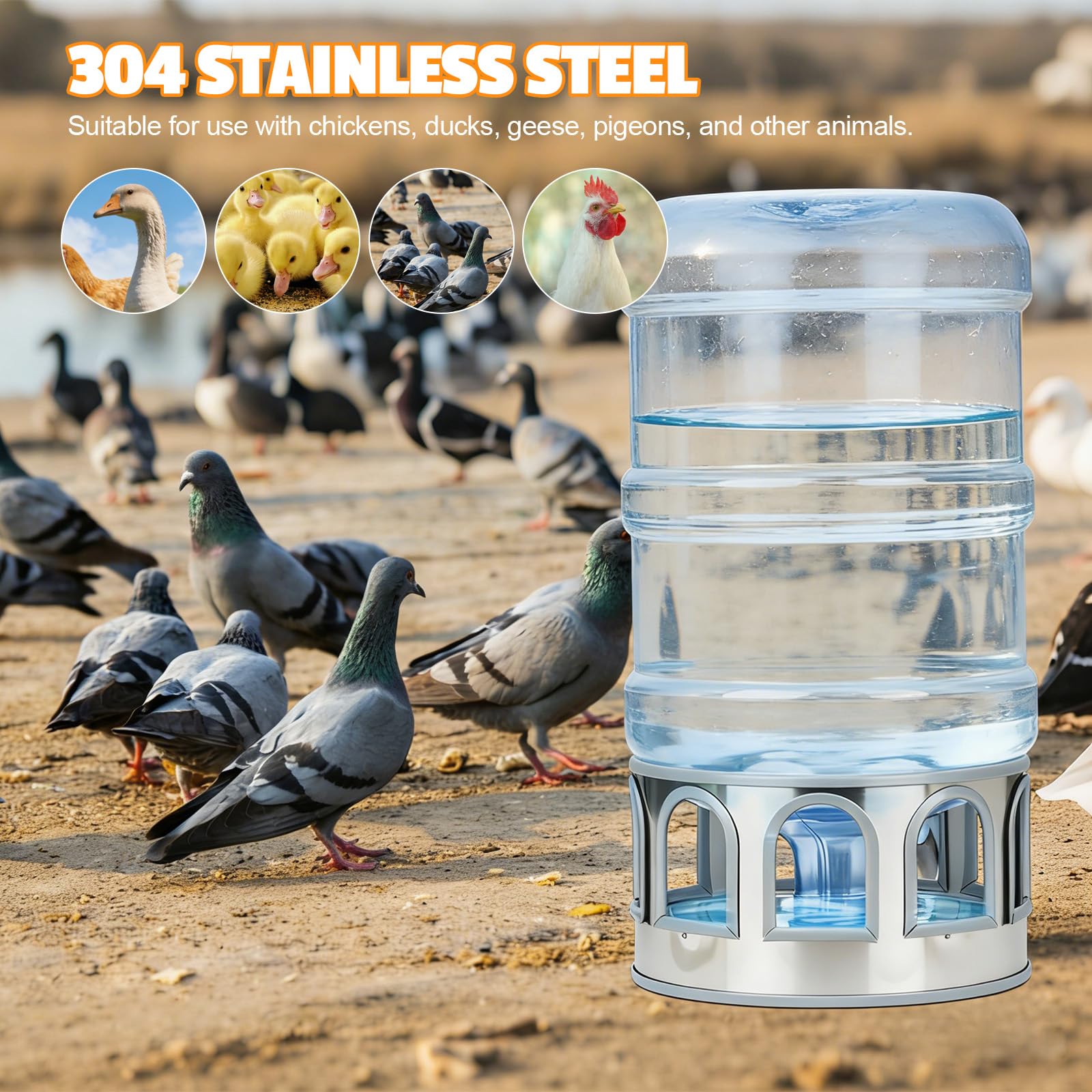 SNMUMU waterer in use with chickens drinking simultaneously, reduces competition for water