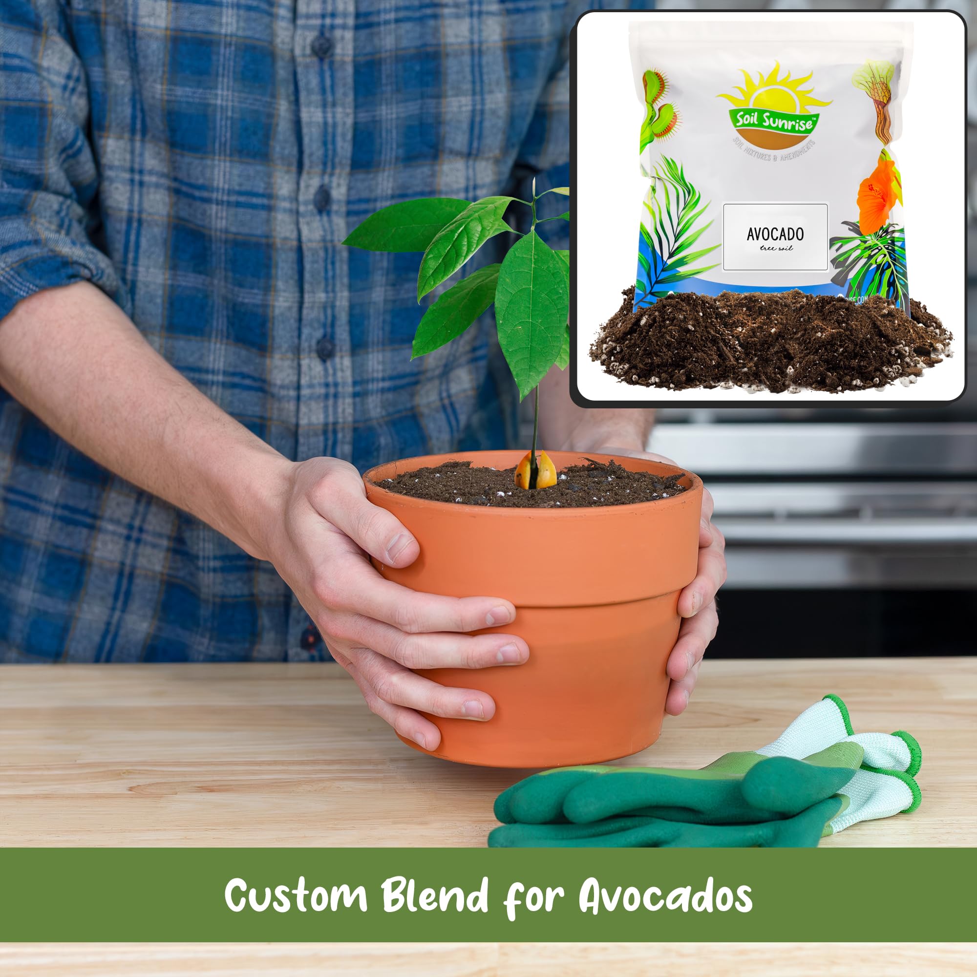Soil Sunrise supporting an avocado seedling in pot promoting strong roots