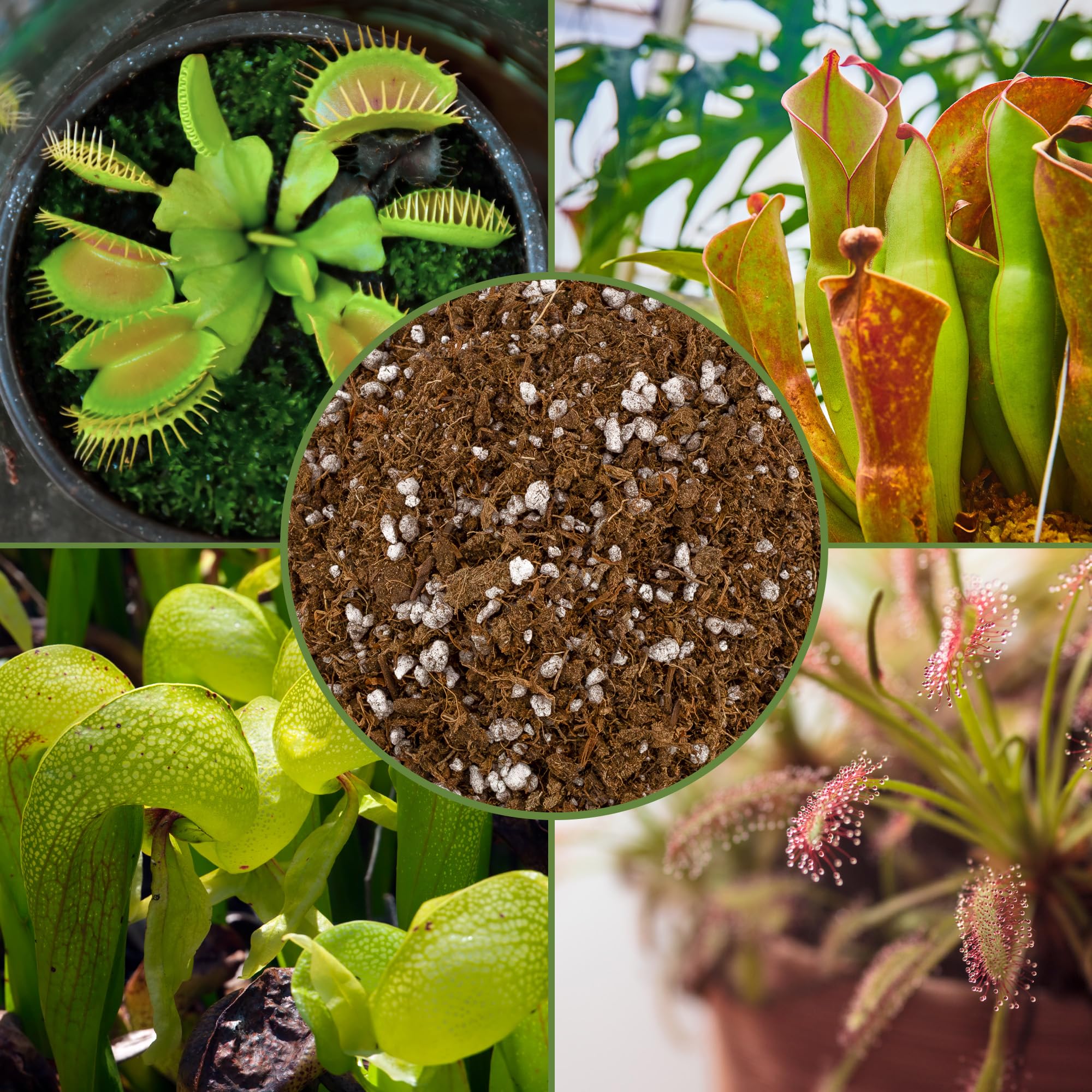 Soil Sunrise in a pitcher plant container illustrating proper drainage