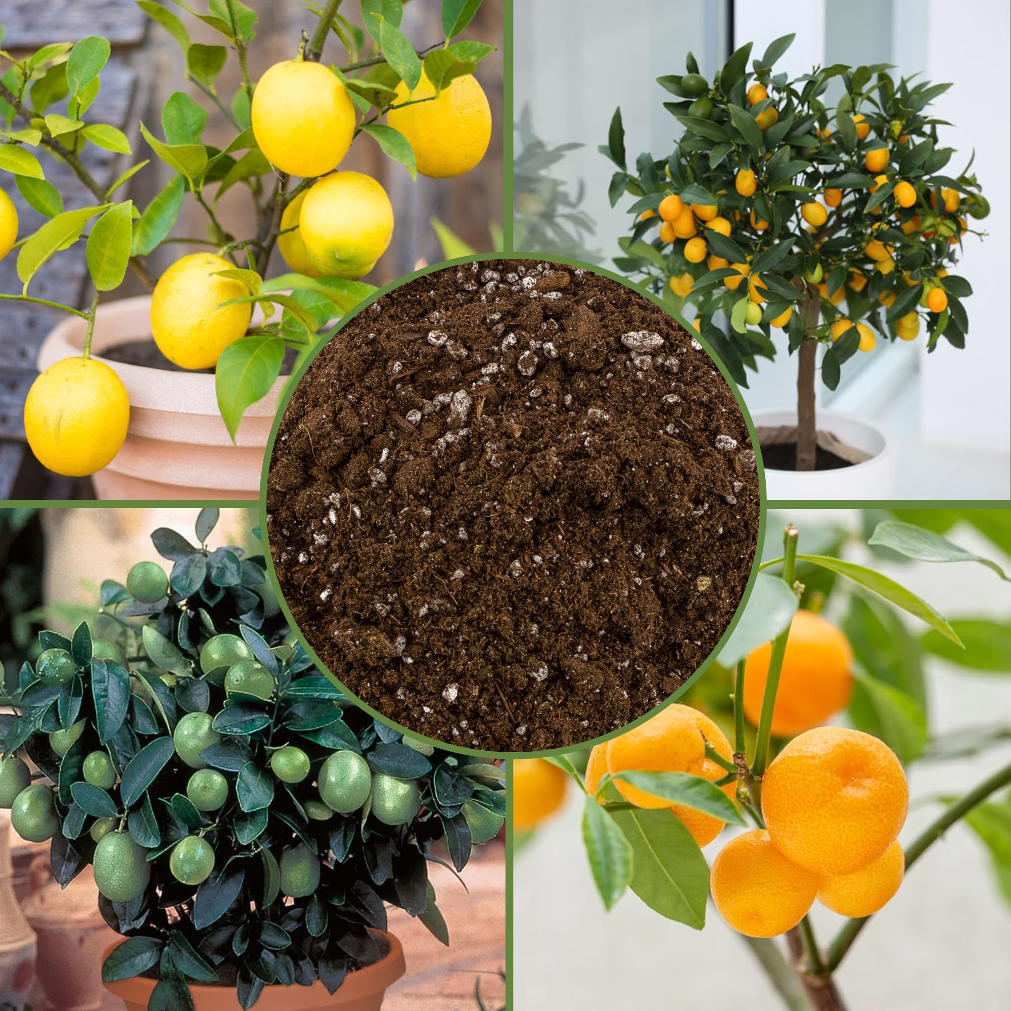 Soil Sunrise mix in pot with Meyer lemon demonstrating healthy container growth