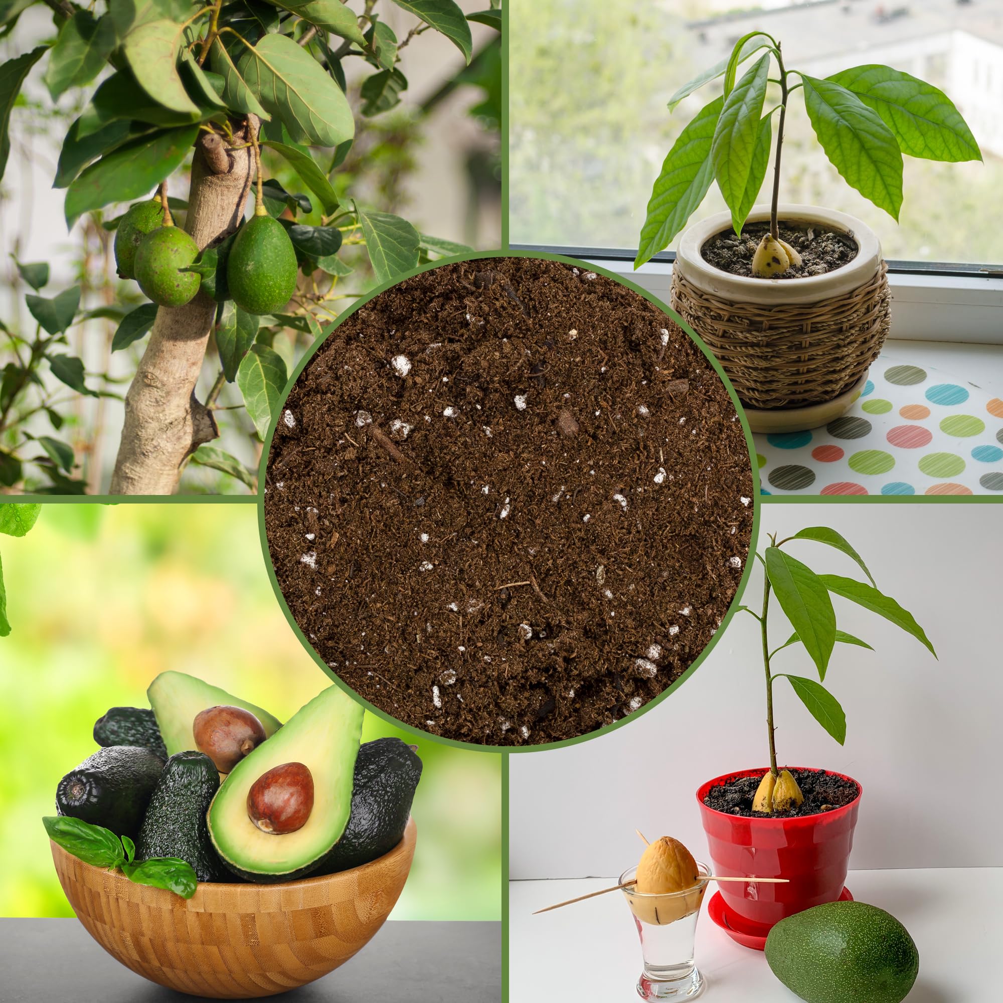 Soil Sunrise ingredients peat moss perlite and sand demonstrating balance