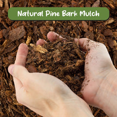 Soil Sunrise mulch en maceta decorativa realzando apariencia