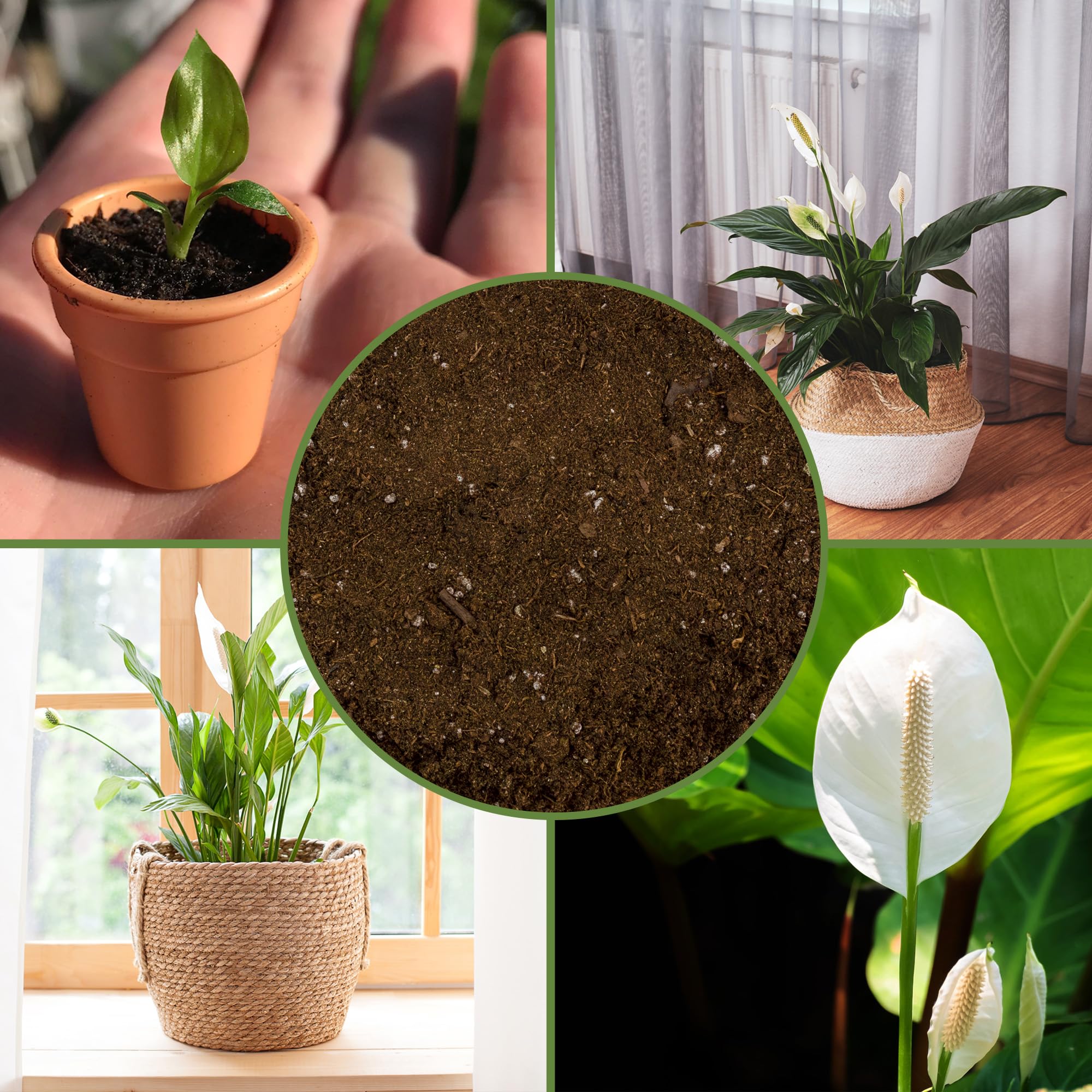 Soil Sunrise measured volume in a cup demonstrating 12-quart quantity convenience