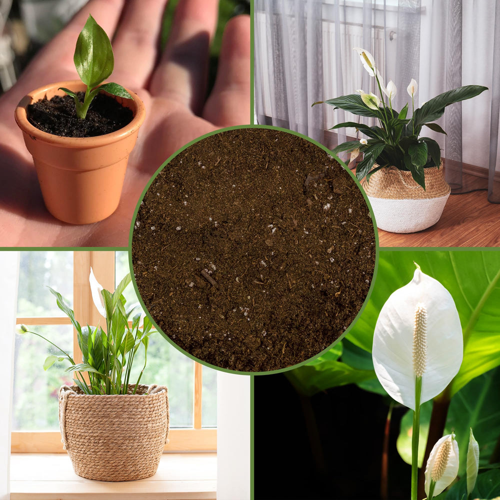 Soil Sunrise measured volume in a cup demonstrating 12-quart quantity convenience
