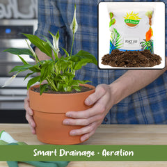 Soil Sunrise being used to repot a peace lily showing easy root coverage benefit