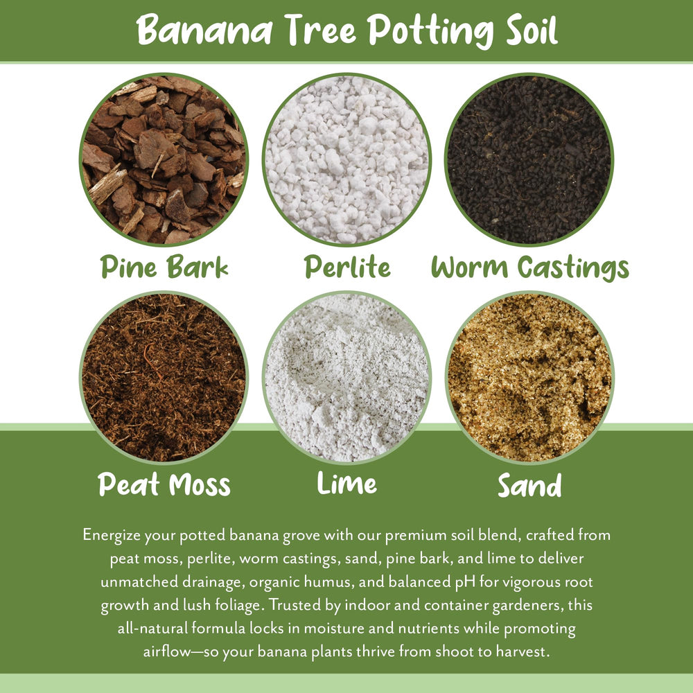 Soil Sunrise being used to pot banana plant showing ease of application benefit