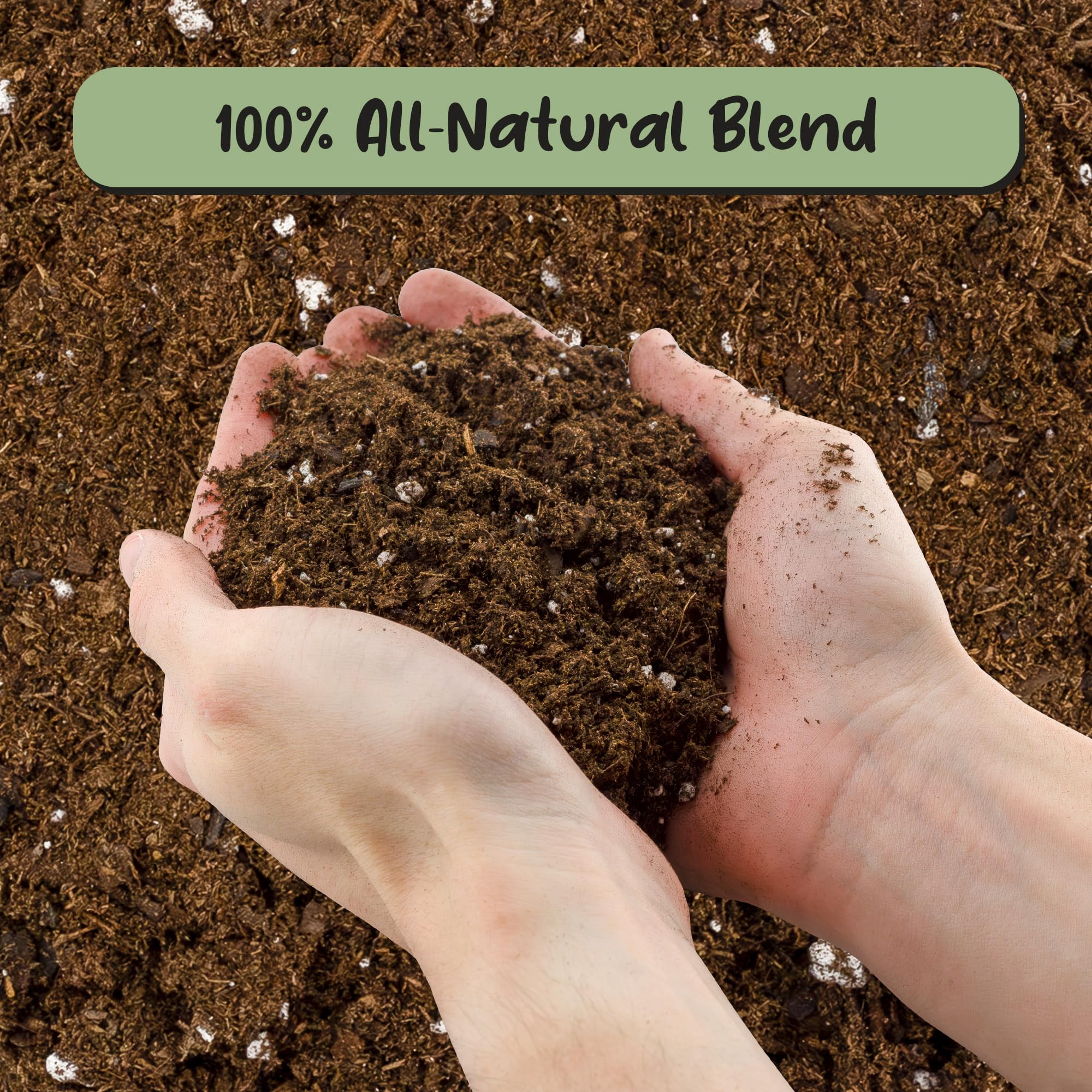 Soil Sunrise with fig root ball in fresh potting mix to encourage healthy roots