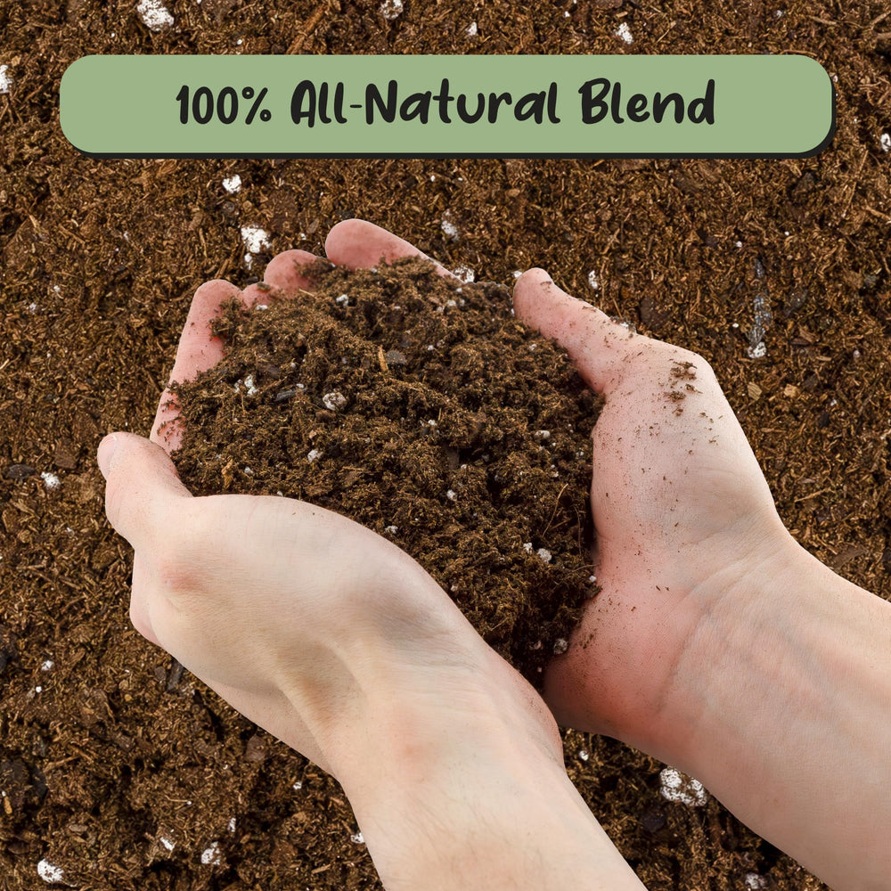 Soil Sunrise with fig root ball in fresh potting mix to encourage healthy roots