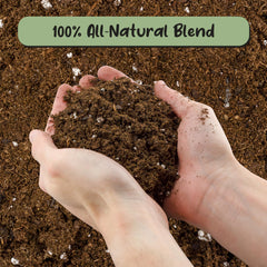 Soil Sunrise with fig root ball in fresh potting mix to encourage healthy roots