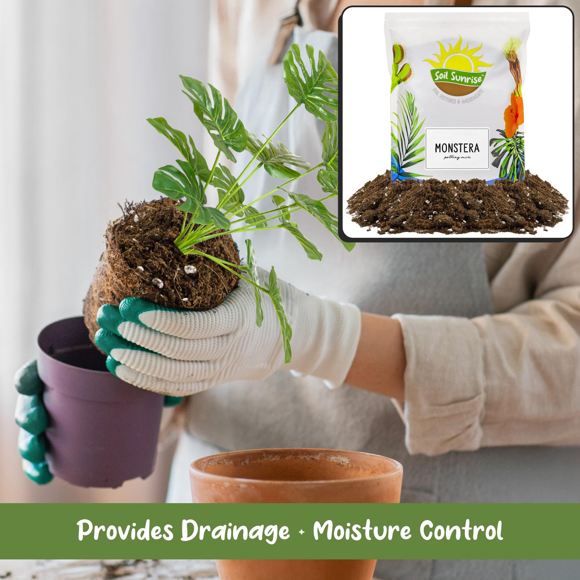 Soil Sunrise being used to repot Monstera root ball for healthier roots