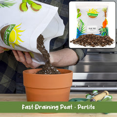 Soil Sunrise surrounding an olive tree root ball to promote stable repotting and root growth