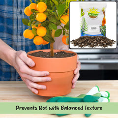 Soil Sunrise supporting visible root growth and improved aeration benefits