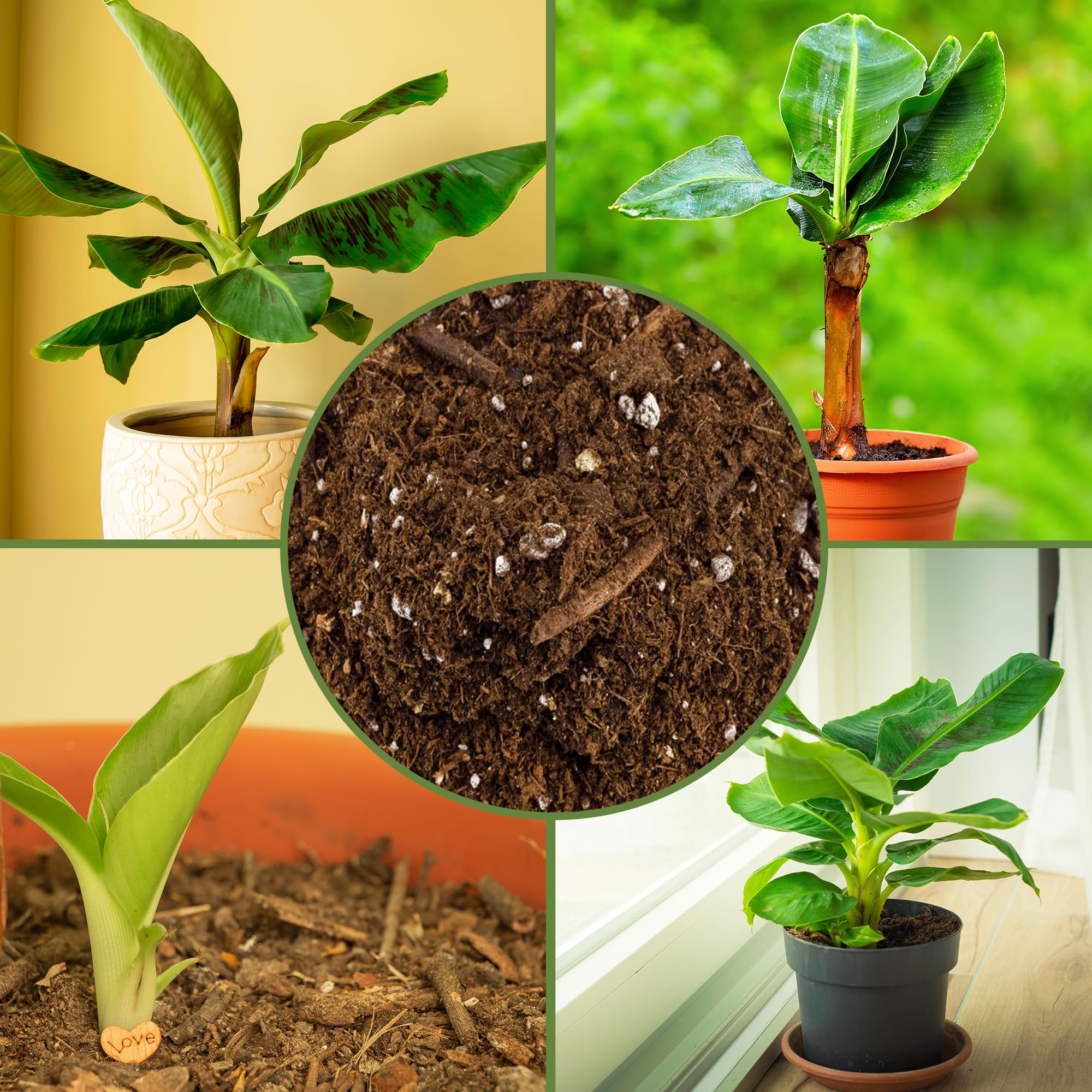 Soil Sunrise with potted banana plant showing root support and scale benefit