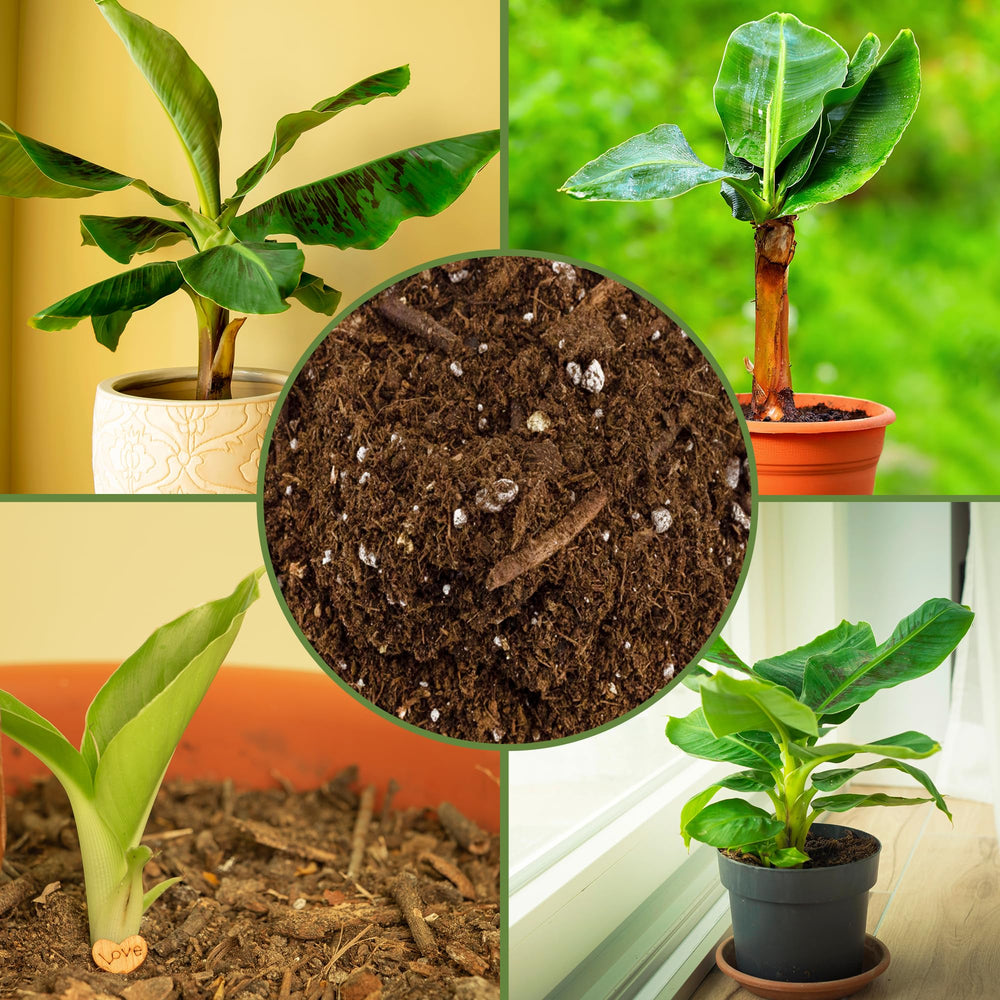 Soil Sunrise with potted banana plant showing root support and scale benefit